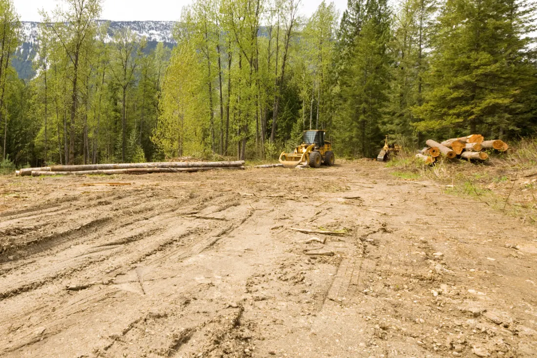 Cleared land with timber staged at the tree line