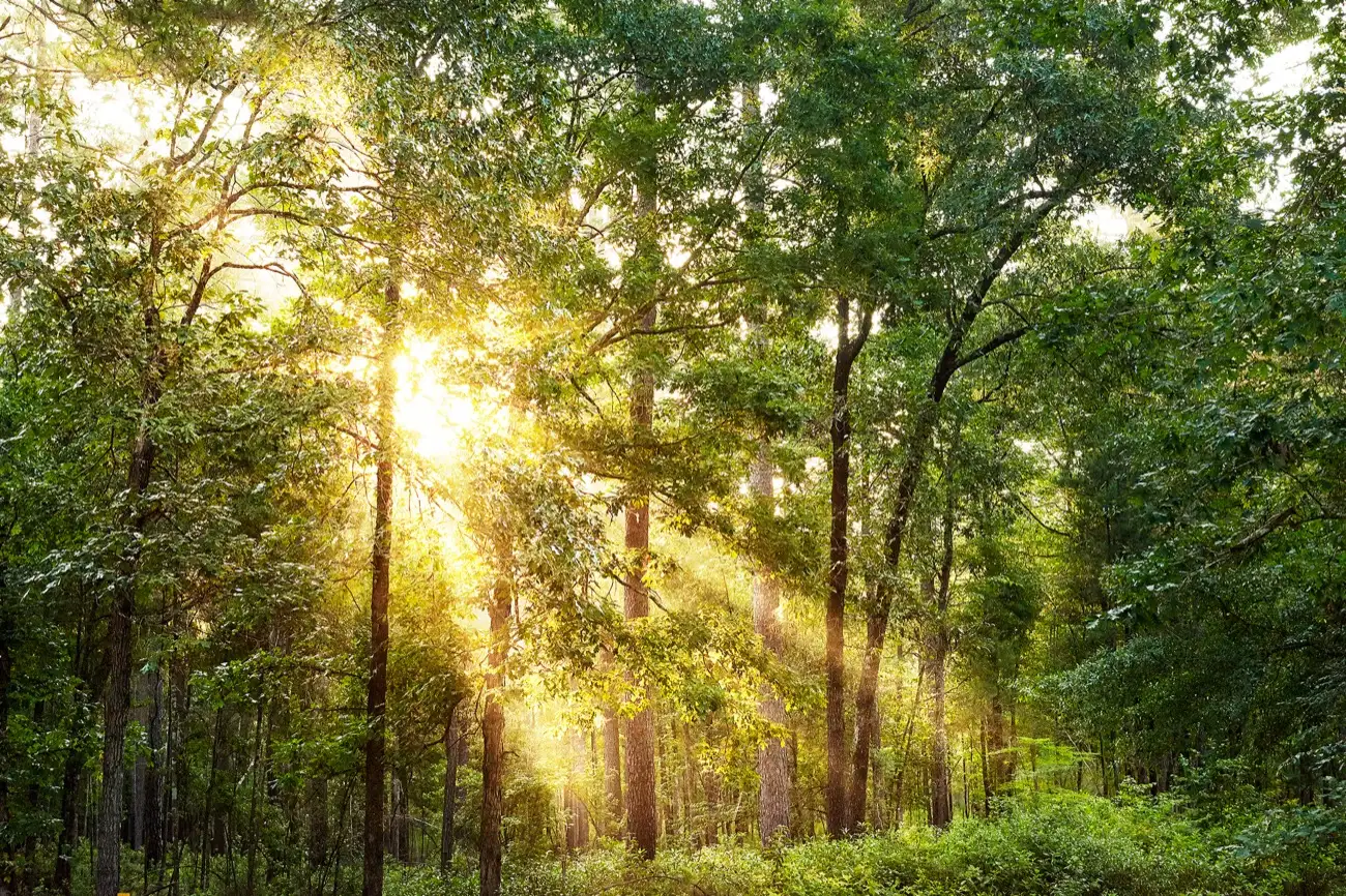 Sunlight through a stand of pines and hardwoods with brushy understory